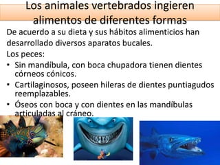 Los animales vertebrados ingieren
      alimentos de diferentes formas
De acuerdo a su dieta y sus hábitos alimenticios han
desarrollado diversos aparatos bucales.
Los peces:
• Sin mandíbula, con boca chupadora tienen dientes
  córneos cónicos.
• Cartilaginosos, poseen hileras de dientes puntiagudos
  reemplazables.
• Óseos con boca y con dientes en las mandíbulas
  articuladas al cráneo.
 