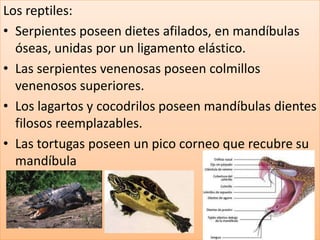 Los reptiles:
• Serpientes poseen dietes afilados, en mandíbulas
  óseas, unidas por un ligamento elástico.
• Las serpientes venenosas poseen colmillos
  venenosos superiores.
• Los lagartos y cocodrilos poseen mandíbulas dientes
  filosos reemplazables.
• Las tortugas poseen un pico corneo que recubre su
  mandíbula
 
