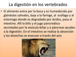 La digestión en los vertebrados
• El alimento entra por la boca y es humedecido por
  glándulas salivales, baja a la faringe, al esófago y al
  estomago donde es degradado por ácidos, pasa al
  intestino. Allí la bilis y el jugo pancreático
  secretados por la vesícula biliar y e páncreas ayudan
  a la digestión. En el intestino se realiza la absorción
  y los desechos se evacuan a través del ano
 