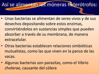 Así se alimentan los móneras heterótrofos:

• Unas bacterias se alimentan de seres vivos y de sus
  desechos depositando sobre estos enzimas,
  convirtiéndolos en sustancias simples que pueden
  absorber a través de su membrana, de manera
  extracelular.
• Otras bacterias establecen relaciones simbióticas
  mutualistas, como las que viven en la panza de las
  vacas.
• Algunas bacterias son parasitas, como el Vibrio
  cholerae, causante del cólera
 