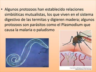 • Algunos protozoos han establecido relaciones
  simbióticas mutualistas, los que viven en el sistema
  digestivo de las termitas y digieren madera; algunos
  protozoos son parásitos como el Plasmodium que
  causa la malaria o paludismo
 