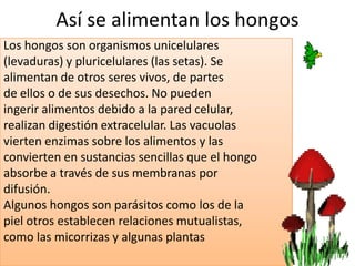 Así se alimentan los hongos
Los hongos son organismos unicelulares
(levaduras) y pluricelulares (las setas). Se
alimentan de otros seres vivos, de partes
de ellos o de sus desechos. No pueden
ingerir alimentos debido a la pared celular,
realizan digestión extracelular. Las vacuolas
vierten enzimas sobre los alimentos y las
convierten en sustancias sencillas que el hongo
absorbe a través de sus membranas por
difusión.
Algunos hongos son parásitos como los de la
piel otros establecen relaciones mutualistas,
como las micorrizas y algunas plantas
 
