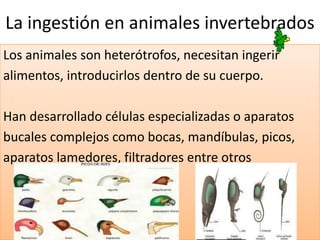La ingestión en animales invertebrados
Los animales son heterótrofos, necesitan ingerir
alimentos, introducirlos dentro de su cuerpo.

Han desarrollado células especializadas o aparatos
bucales complejos como bocas, mandíbulas, picos,
aparatos lamedores, filtradores entre otros
 