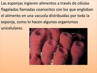 Las esponjas ingieren alimentos a través de células
flageladas llamadas coanocitos con los que engloban
el alimento en una vacuola distribuidas por toda la
esponja, como lo hacen algunos organismos
unicelulares.
 