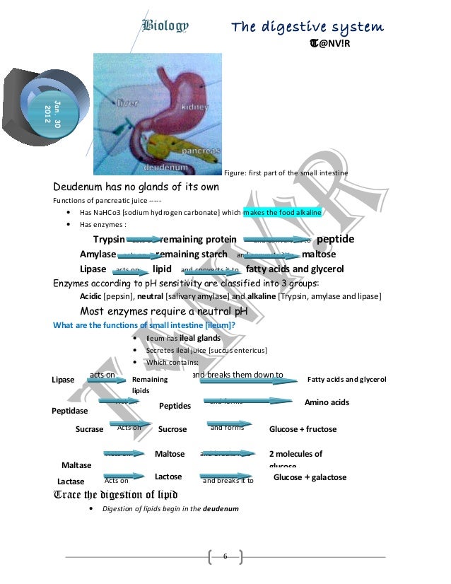 IGCSE Biology chapter digestion by ..TNV!R
