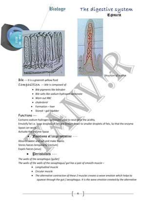 Igcse Biology Chapter Digestion By T Nv R Doc
