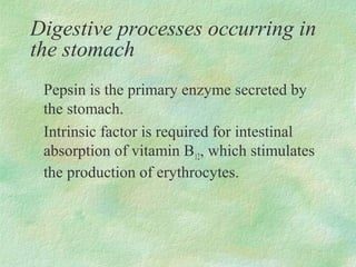 Digestive processes occurring in
the stomach
 Pepsin is the primary enzyme secreted by
 the stomach.
 Intrinsic factor is required for intestinal
 absorption of vitamin B12, which stimulates
 the production of erythrocytes.
 