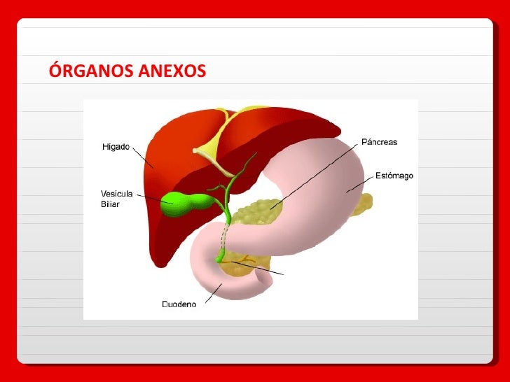 Digestion