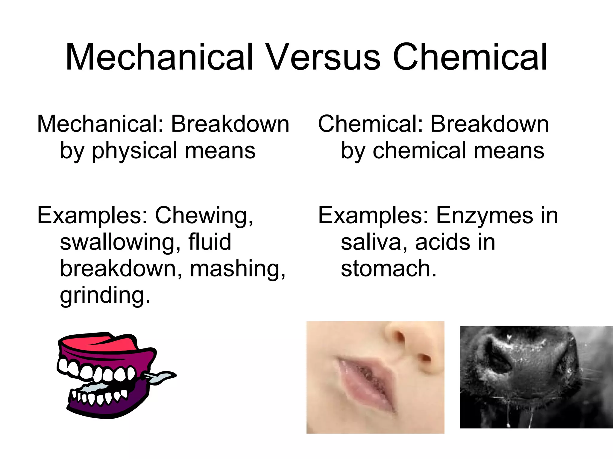 Mechanical Versus Chemical Mechanical: Breakdown by physical means Examples: Chewing, swallowing, fluid breakdown, mashing, grinding. Chemical: Breakdown by chemical means Examples: Enzymes in saliva, acids in stomach.