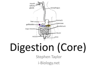 Digestion (Core)
     Stephen Taylor
      i-Biology.net
 