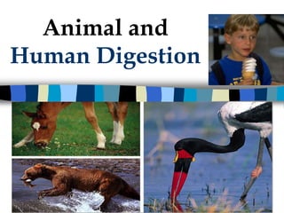 Animal and
Human Digestion




  2006-2007
 