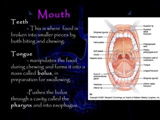 Digestion | PPT