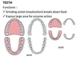 Digestion IGCSE | PPTX