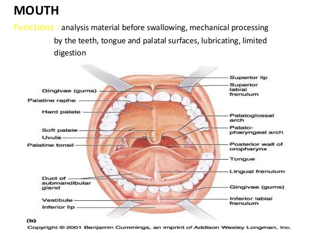 Biology Of The Mouth 94