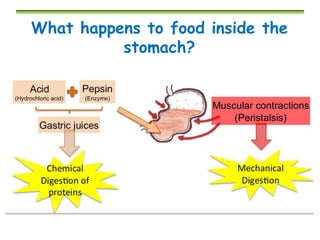 Digestion | PPTX