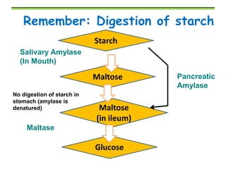 Amylase Process Digestion | PPTX