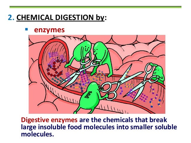 digestion