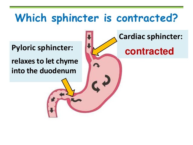 Digestion