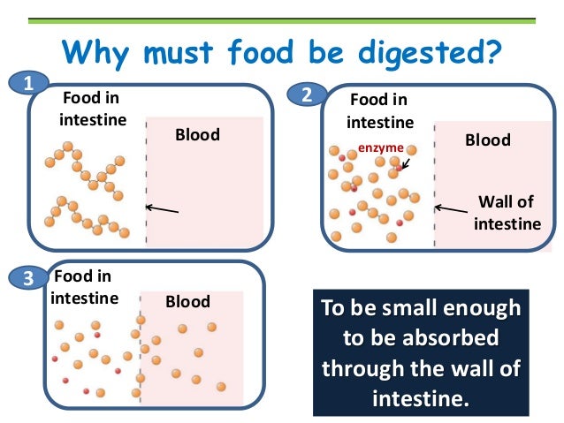 digestion