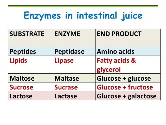 Glucose and digestive enzymes