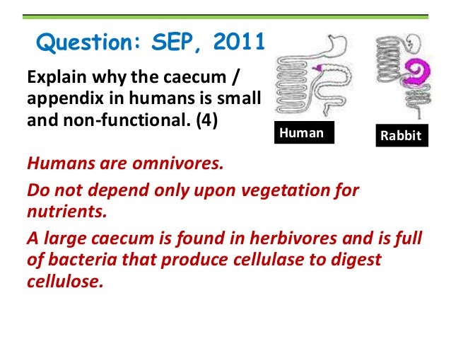 Why cant humans digest cellulose?
