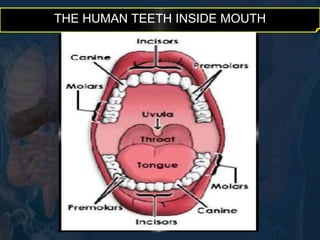 THE HUMAN TEETH INSIDE MOUTH 
 