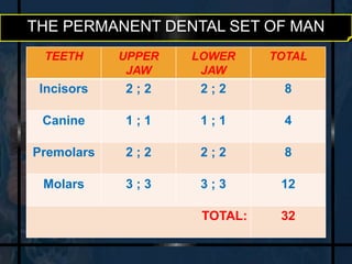 THE PERMANENT DENTAL SET OF MAN 
TEETH UPPER 
JAW 
LOWER 
JAW 
TOTAL 
Incisors 2 ; 2 2 ; 2 8 
Canine 1 ; 1 1 ; 1 4 
Premolars 2 ; 2 2 ; 2 8 
Molars 3 ; 3 3 ; 3 12 
TOTAL: 32 
 