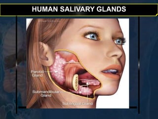 HUMAN SALIVARY GLANDS 
 