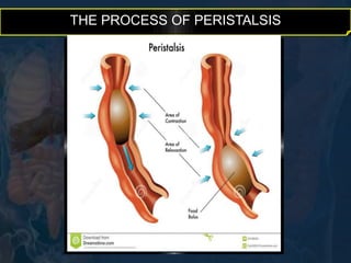 THE PROCESS OF PERISTALSIS 
 