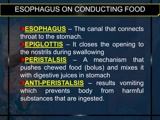ESOPHAGUS ON CONDUCTING FOOD 
ESOPHAGUS – The canal that connects 
throat to the stomach. 
EPIGLOTTIS – It closes the opening to 
the nostrils during swallowing 
PERISTALSIS – A mechanism that 
pushes chewed food (bolus) and mixes it 
with digestive juices in stomach 
ANTI-PERISTALSIS – results vomiting 
which prevents body from harmful 
substances that are ingested. 
 