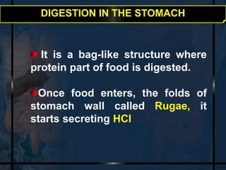DIGESTION IN THE STOMACH 
It is a bag-like structure where 
protein part of food is digested. 
Once food enters, the folds of 
stomach wall called Rugae, it 
starts secreting HCl 
 
