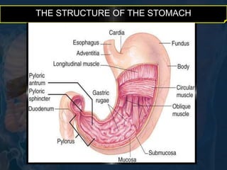 THE STRUCTURE OF THE STOMACH 
 
