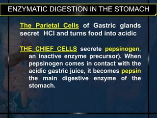 ENZYMATIC DIGESTION IN THE STOMACH 
The Parietal Cells of Gastric glands 
secret HCl and turns food into acidic 
THE CHIEF CELLS secrete pepsinogen, 
an inactive enzyme precursor). When 
pepsinogen comes in contact with the 
acidic gastric juice, it becomes pepsin 
the main digestive enzyme of the 
stomach. 
 