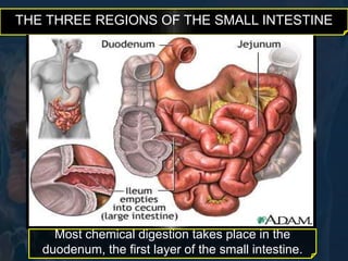 THE THREE REGIONS OF THE SMALL INTESTINE 
Most chemical digestion takes place in the 
duodenum, the first layer of the small intestine. 
 