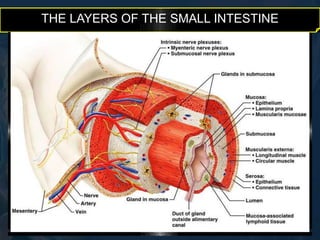THE LAYERS OF THE SMALL INTESTINE 
 