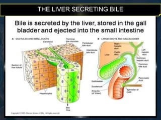 THE LIVER SECRETING BILE 
 