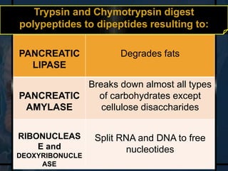 Trypsin and Chymotrypsin digest 
polypeptides to dipeptides resulting to: 
PANCREATIC 
LIPASE 
Degrades fats 
PANCREATIC 
AMYLASE 
Breaks down almost all types 
of carbohydrates except 
cellulose disaccharides 
RIBONUCLEAS 
E and 
DEOXYRIBONUCLE 
ASE 
Split RNA and DNA to free 
nucleotides 
 