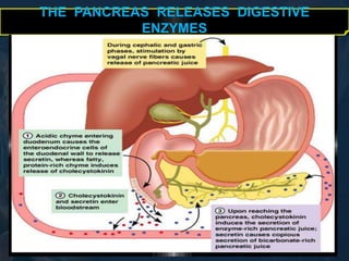 THE PANCREAS RELEASES DIGESTIVE 
ENZYMES 
 