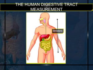 THE HUMAN DIGESTIVE TRACT 
MEASUREMENT 
9meters 
 