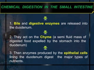 CHEMICAL DIGESTION IN THE SMALL INTESTINE 
1. Bile and digestive enzymes are released into 
the duodenum. 
2. They act on the Chyme (a semi fluid mass of 
digested food expelled by the stomach into the 
duodenum) 
3. Then enzymes produced by the epithelial cells 
lining the duodenum digest the major types of 
nutrients. 
 