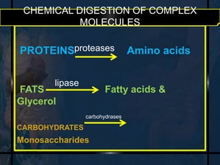 CHEMICAL DIGESTION OF COMPLEX 
MOLECULES 
proteases 
PROTEINS Amino acids 
lipase 
FATS Fatty acids & 
Glycerol 
carbohydrases 
CARBOHYDRATES 
Monosaccharides 
 