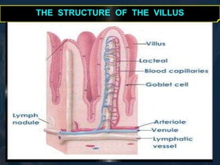THE STRUCTURE OF THE VILLUS 
 