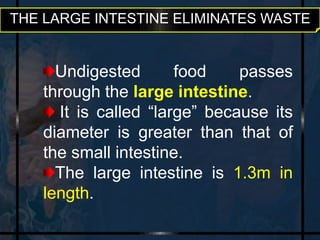 THE LARGE INTESTINE ELIMINATES WASTE 
Undigested food passes 
through the large intestine. 
It is called “large” because its 
diameter is greater than that of 
the small intestine. 
The large intestine is 1.3m in 
length. 
 