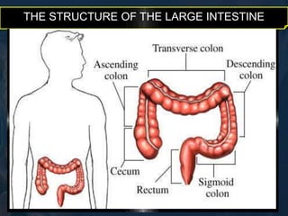 THE STRUCTURE OF THE LARGE INTESTINE 
 