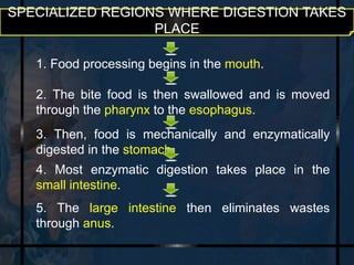 SPECIALIZED REGIONS WHERE DIGESTION TAKES 
PLACE 
1. Food processing begins in the mouth. 
2. The bite food is then swallowed and is moved 
through the pharynx to the esophagus. 
3. Then, food is mechanically and enzymatically 
digested in the stomach. 
4. Most enzymatic digestion takes place in the 
small intestine. 
5. The large intestine then eliminates wastes 
through anus. 
 