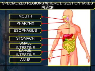 SPECIALIZED REGIONS WHERE DIGESTION TAKES 
PLACE 
MOUTH 
PHARYNX 
ESOPHAGUS 
STOMACH 
SMALL 
INTESTINE 
LARGE 
INTESTINE 
ANUS 
 