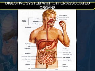 DIGESTIVE SYSTEM WITH OTHER ASSOCIATED 
ORGANS 
 