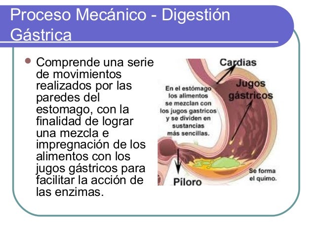 wallpapers Imagenes De La Digestion Gastrica el proceso de la digestion humana