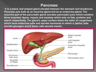Pancreas:
It is a lobed, leaf shaped gland situated between the stomach and duodenum.
Pancreas acts both as an exocrine gland and as an endocrine gland. The
exocrine part of the pancreatic gland secretes pancreatic juice which contains
three enzymes- lipase, trypsin and amylase which acts on fats, proteins and
starch respectively. The gland’s upper surface bears the islets of Langerhans
which have endocrine cells and secrete hormones in which α (alpha) cells
secrete glucagon and β (beta) cells secrete insulin.
 