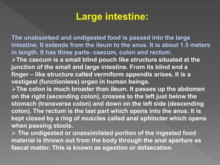 Large intestine:
The unabsorbed and undigested food is passed into the large
intestine. It extends from the ileum to the anus. It is about 1.5 meters
in length. It has three parts- caecum, colon and rectum.
The caecum is a small blind pouch like structure situated at the
junction of the small and large intestine. From its blind end a
finger – like structure called vermiform appendix arises. It is a
vestigeal (functionless) organ in human beings.
The colon is much broader than ileum. It passes up the abdomen
on the right (ascending colon), crosses to the left just below the
stomach (transverse colon) and down on the left side (descending
colon). The rectum is the last part which opens into the anus. It is
kept closed by a ring of muscles called anal sphincter which opens
when passing stools.
 The undigested or unassimilated portion of the ingested food
material is thrown out from the body through the anal aperture as
faecal matter. This is known as egestion or defaecation.
 